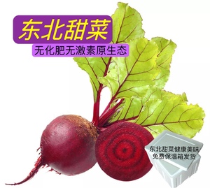 东北红甜菜土壤好温差大的高品质红甜菜东北紫菜头甜菜头原生态鲜