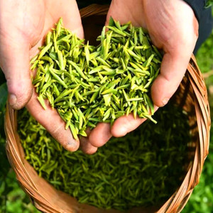 2021新茶桐柏玉叶绿茶嫩芽茶叶毛尖春茶特级雨前山野茶500克装