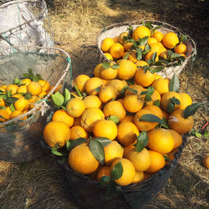 xx纭宝贝淘宝温岭高橙 玉环广柑 台州特产现摘15斤2人付款65.