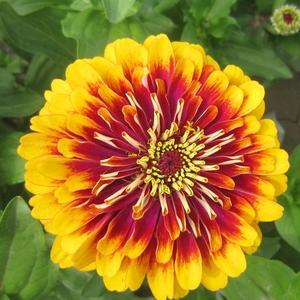 花种易活百日草