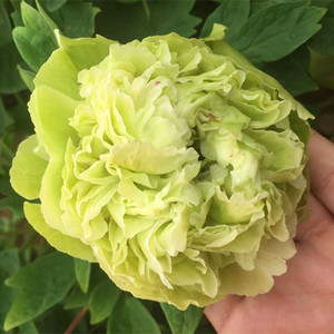 高档正宗牡丹g植苗带芽孢发货栽y赏花室内外庭院花物盆观重瓣奢华