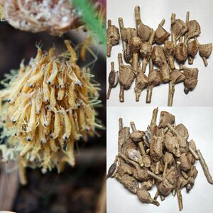 951人付款淘宝巨人盾螳螂中华大刀刺非洲大魔兰花幽灵广斧活体宠物卵