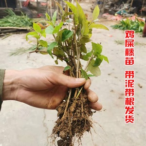 鸡屎藤苗