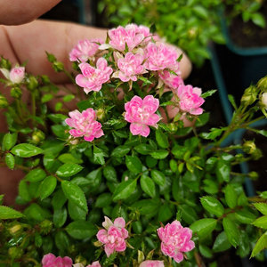 金平糖 月季花苗真品超微小月季丰花勤花阳台盆栽小玫瑰四季开花