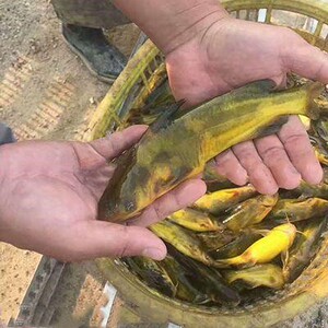 黄颡鱼苗淡水养殖活体黄骨鱼苗黄辣丁小鱼苗冷水好养鱼嘎牙子鱼苗