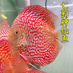 七彩神仙鱼热带鱼冷水观赏鱼精品鸽子红七彩燕鱼活体中小型招财鱼