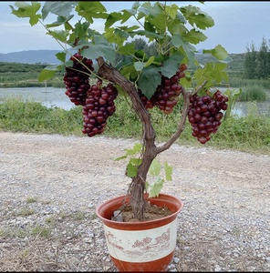 葡萄树苗南方北方种植盆栽地栽耐寒爬架立架蓝宝石巨峰新品种果树
