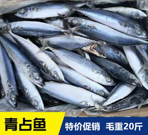鲜活速冻青条鱼青占鱼青花鱼烧烤食材毛重20斤