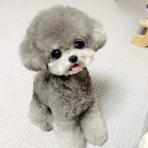 泰迪熊活体宠物狗狗飞耳灰泰迪幼犬纯种泰迪小型犬迷你贵宾茶杯犬