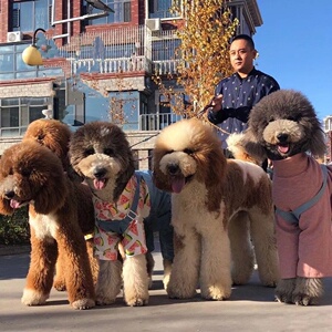 巨型贵宾犬幼犬纯种巨贵幼犬大泰迪犬大型犬花巨贵犬活体宠物狗狗