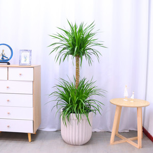 龙须树大盆栽龙血树植物室内好养客厅办公室大型落地绿植净化空气