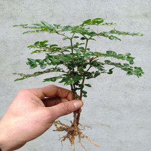 虎刺盆景绣花针