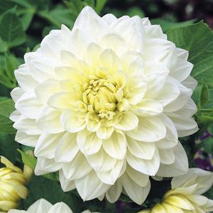 19年3月底荷兰进口球根进口大丽花庭院花卉 园艺家块根多品种可选