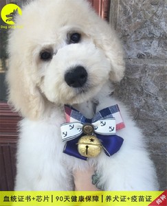 长沙合肥纯种白色巨贵泰迪犬幼犬合肥贵宾犬活体宠物狗狗贵妇犬
