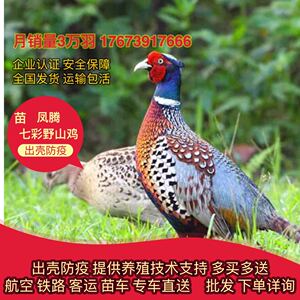 纯种七彩山鸡苗孔雀蓝山鸡活苗脱温七彩山鸡活体下蛋鸡小鸡活苗