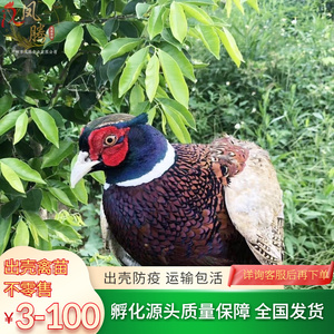 正宗七彩野山鸡活苗脱温野鸡贵妃鸡出壳苗活体珍珠鸡小鸡运输包活