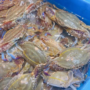 梭子蟹野生鲜活梭子蟹 活冻现发1斤50元4斤包邮