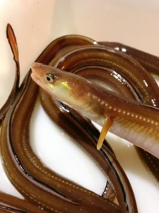 东海野生七星鳗鱼沙鳗鱼无刺软骨肉细嫩1斤1份店铺内搭满4份包邮