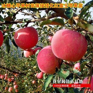 冰糖心苹果树苗嫁接矮化红富士苹果苗盆栽地栽南北方种植当年结果