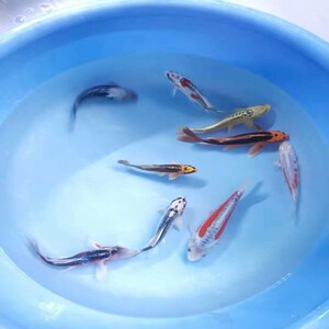 冷水纯种秋翠锦鲤活体大型观赏冷水风水招财龙凤鱼苗精品运输保活