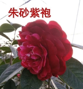 朱沙紫袍茶花图片