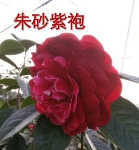 朱砂紫袍茶花苗