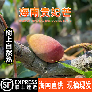 海南贵妃芒果树上熟当季新鲜水果5斤三亚特产自然熟芒果顺丰包邮