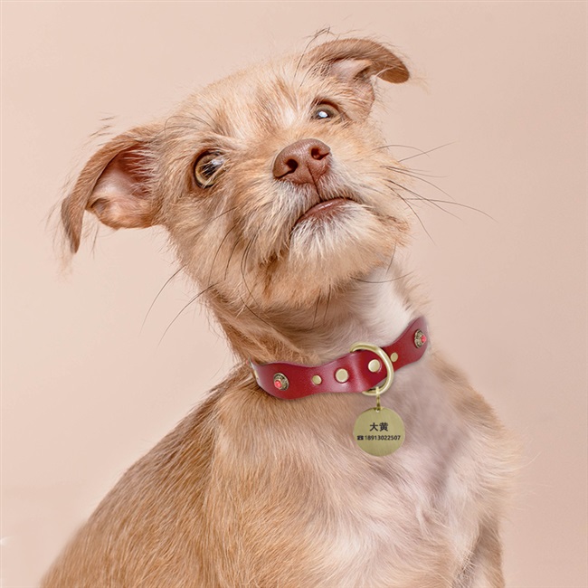 牛皮铆钉狗项圈大型犬防咬刺钉狗颈圈英斗牛金毛法斗真皮狗狗脖套