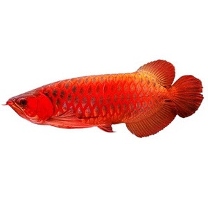 印尼赛级帝王辣椒红龙鱼红金龙鱼活体观赏鱼热带鱼风水鱼