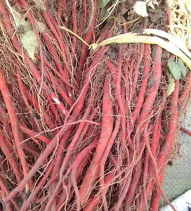 河南伏牛山新鲜无硫熏鲜丹参茶整颗鲜丹参现挖现发野生特级500g