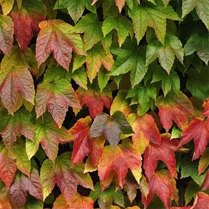 三叶爬山虎彩色