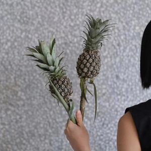 观赏小菠萝鲜花云南直发客厅水培植物鲜切花水果插花黑凤梨花束