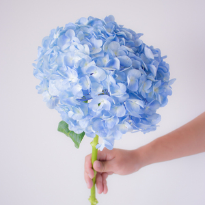 浅蓝色绣球花鲜花云南基地直发鲜切花室内水养植物插花真花八仙花
