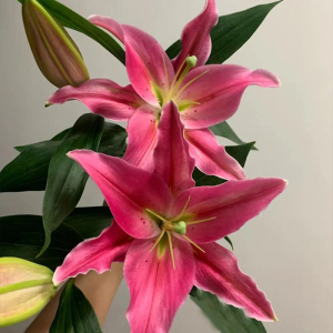 西诺红多头香水百合云南基地直发家用水养新鲜切插花节日鲜花礼物