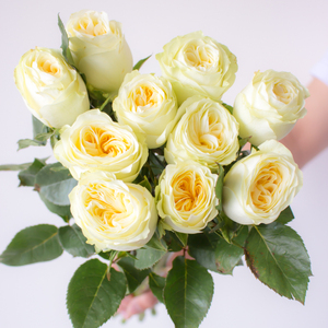 奶油杯玫瑰鲜花云南基地直发家用水培插瓶花束真花黄色玫瑰鲜切花