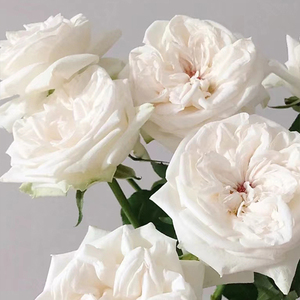 白荔枝单头玫瑰云南基地直发鲜切花办公室水养新鲜插花节日礼物