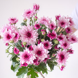 粉丹特小雏菊一扎10支顺丰基地包邮家庭鲜花插花云南鲜切花情人节