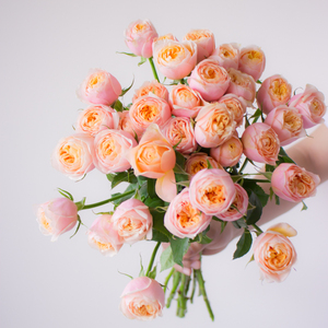 a级粉蝴蝶多头玫瑰鲜切花斗南基地直发家庭瓶插花鲜花礼物发顺丰