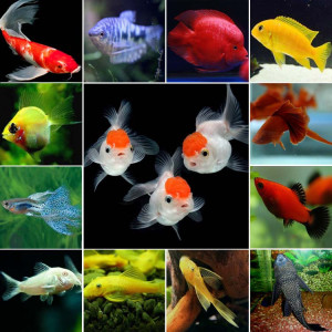 珍珠鱼活鱼家养金鱼观赏鱼自养冷水小小鱼活宠物鱼容易养小型混搭