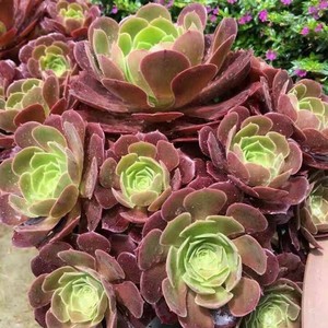 【八尺镜法师老桩】八尺镜法师老桩品牌,价格 - 阿里巴巴