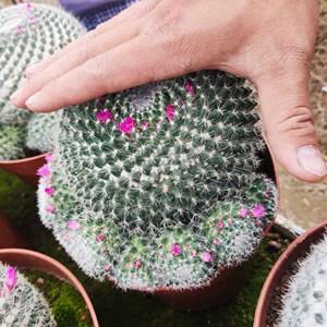 实生玉翁 白雪公主 实生仙人球 会开花 电脑助手防辐射仙人球盆栽