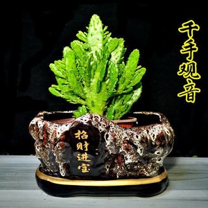 千手佛多肉