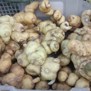 黄精野生云南缅甸原始森林 新鲜