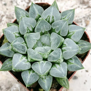 爱心寿5-6cm多肉植物十二卷属肉肉新手套餐玉露组合盆栽潘氏冰灯