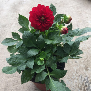 大丽花种球庭院室外