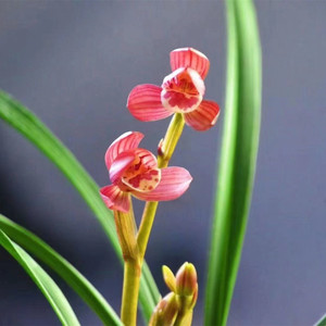 墨兰冠豸红荷连城兰花特金奖铭品春节开花浓香红花礼品年宵花带花