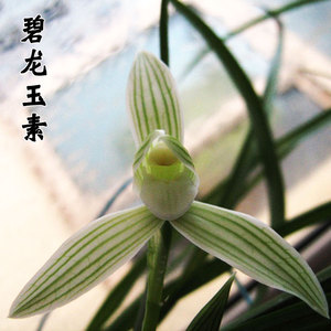 兰花 碧龙玉素 莲瓣兰浓香绿植盆栽好养易活