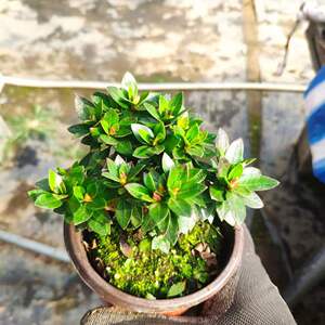 日本皋月杜鹃盆景