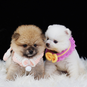 纯种博美幼犬宠物可爱小型好养茶杯犬迷你俊介犬成都宠家乐犬舍