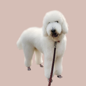 英国古牧犬幼犬活物古代牧羊犬幼犬幼崽巨型古牧犬成都宠家乐犬舍